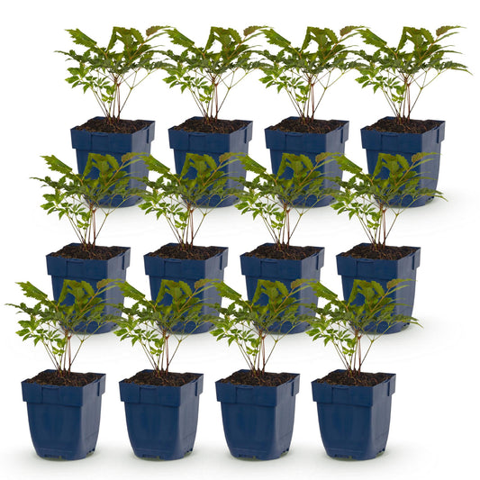 Vasteplant - Astilbe Tricolour - Pluimspirea - Schaduw - Paars - Roze - Wit - 12 Planten - Pot 11cm - Hoogte 15-25cm