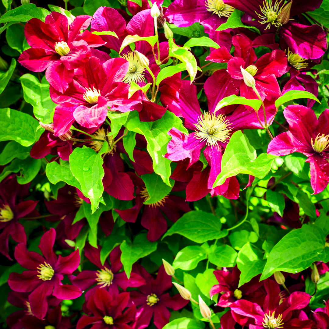 6x Clematis 'Rouge Cardinal' – P9 pot – beautiful red-flowering climbing plant