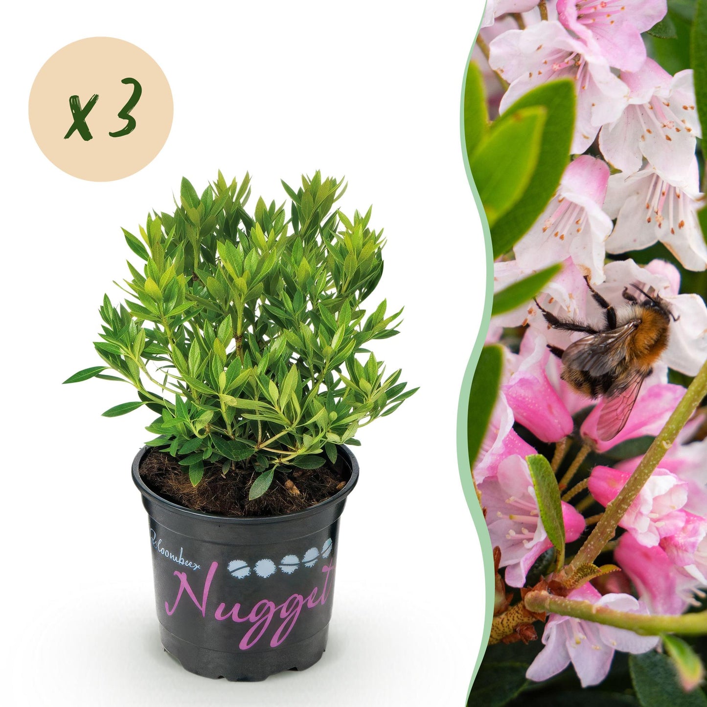Green boutiQ - Dwerg Rhododendron - Rhododendron Bloombux Light Pink - Bloeiende Buxus - Weinig Onderhoud - Licht Roze Bloem - 3 Planten - Pot 10,5cm - Hoogte 20-25cm