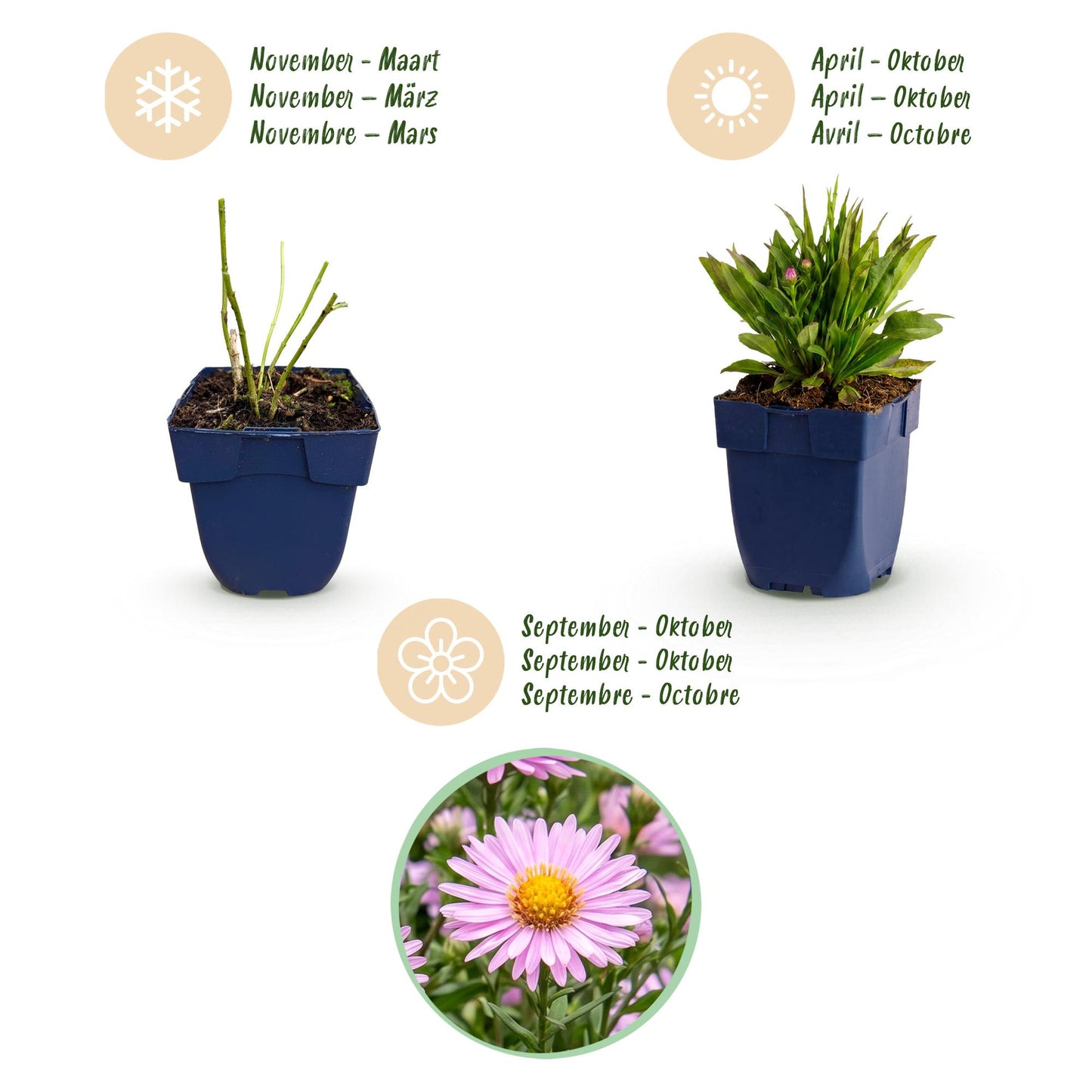 Perennial - Aster Wood's Pink - Spiraea - Bee and Butterfly Attractant - Pink - 1 Plant - 11cm Pot - Height 15-25cm