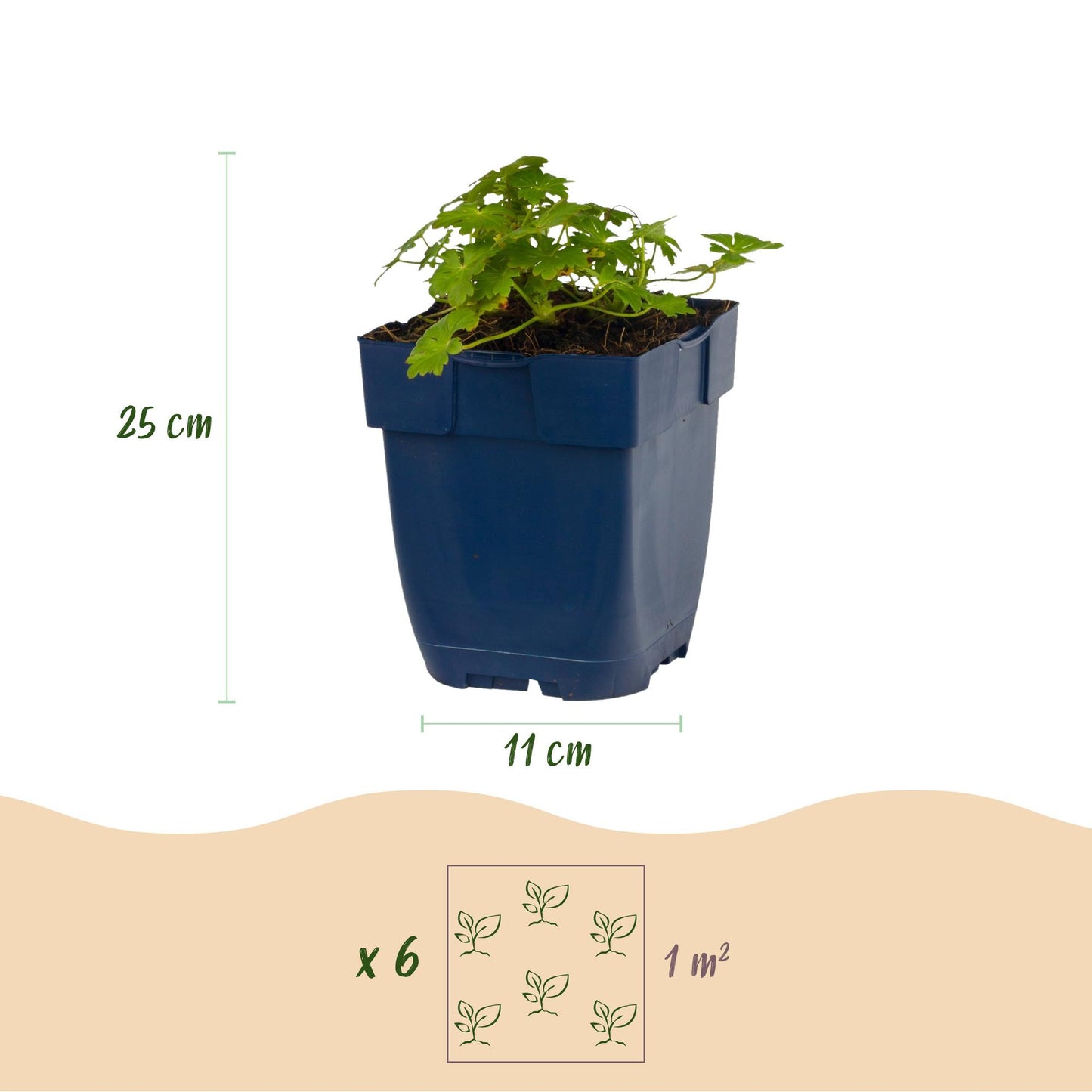 Vasteplant - Geranium macr. Spessart - Ooievaarsbek - Bodembedekkend - Wit-Roze - 12 Planten - Pot 11cm - Hoogte 15-25cm