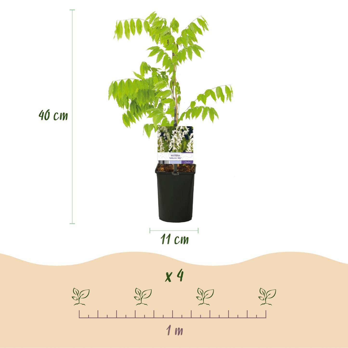 Green boutiQ - Blauwe regen - Wisteria floribunda Tricolour - Bloemen Blauw Roze Wit  - 3 planten - Pot 11cm Hoogte 40cm