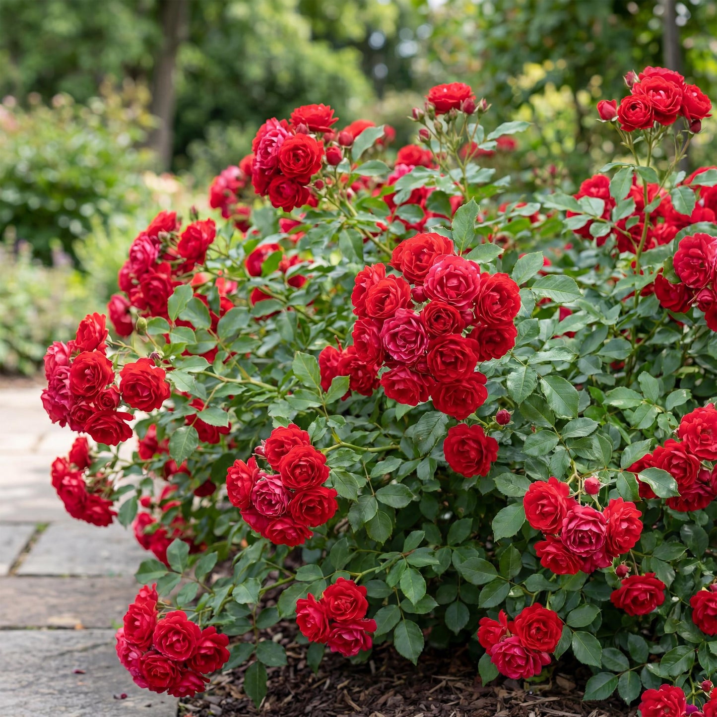 Tuin Roos - Rosa Rote The Fairy - Roos - Winterhard - Rood - 1 Plant - Pot 12cm - Hoogte Hoogte 20-25cm