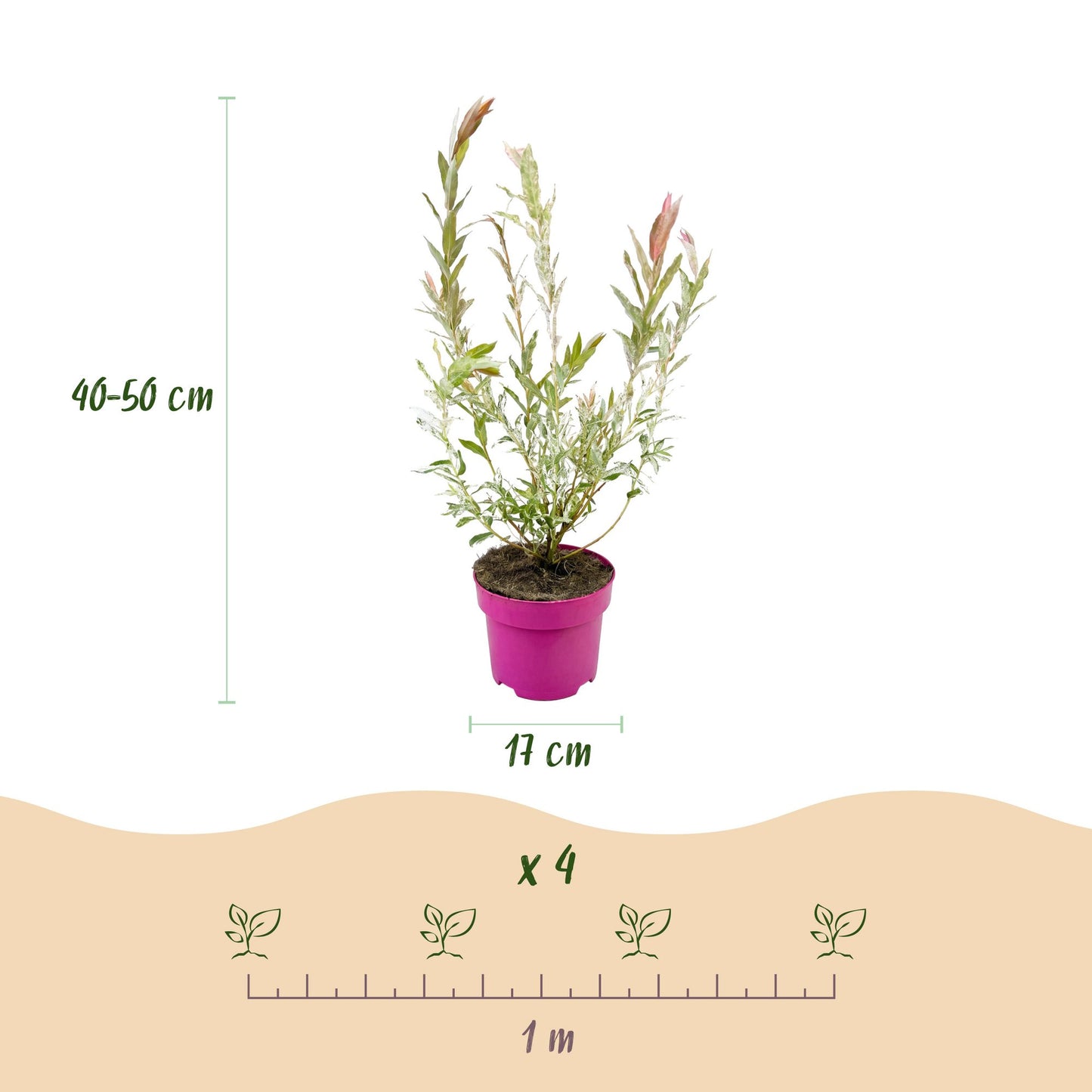 4x - Salix Flamingo - Ø17cm - ↕40-50cm
