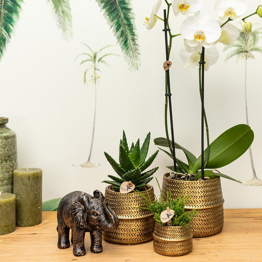 Kolibri Company - Set di piante Groove gold | Set con orchidea Phalaenopsis bianca Amabilis Ø9cm e pianta verde Succulente Aloe Brevifolia Ø6cm | incl. vasi decorativi in ​​ceramica dorata