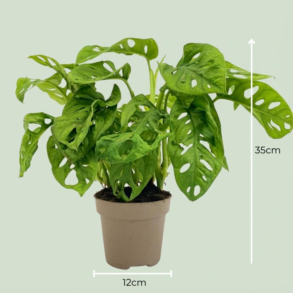 Monstera Adansonii Monkey Mask - Ø 12 cm - Altezza: 25-35 cm