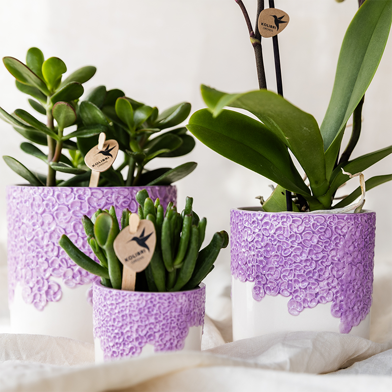 Kolibri Orchids | Purple Vienna orchid + Bloom decorative pot purple – pot size Ø9cm | flowering houseplant – fresh from the grower
