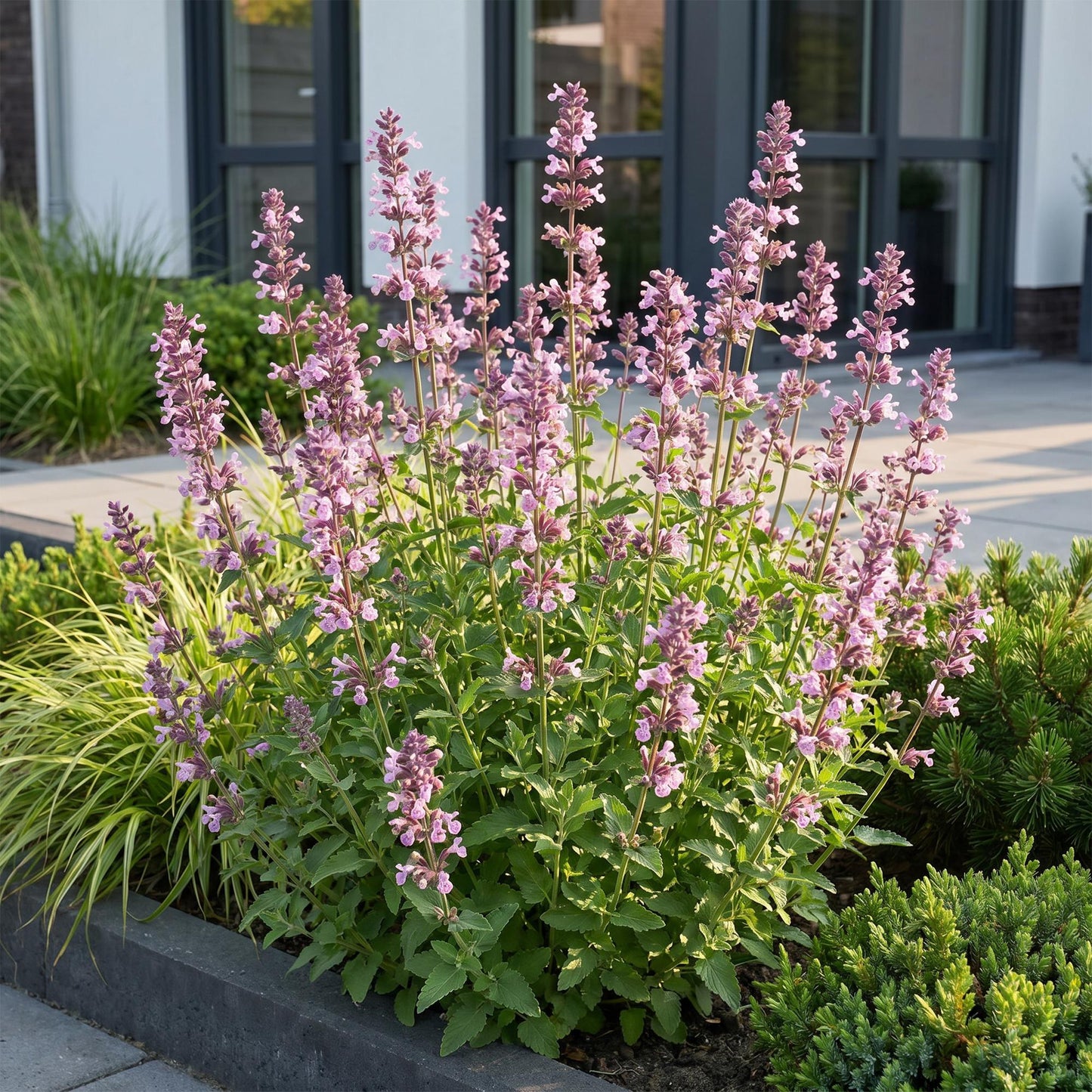 Vasteplant - Nepeta sib. Wild Orchid - Kattenkruid - Bijen en Vlinderlokkers - Roze - 1 Plant - Pot 11cm - Hoogte 15-25cm