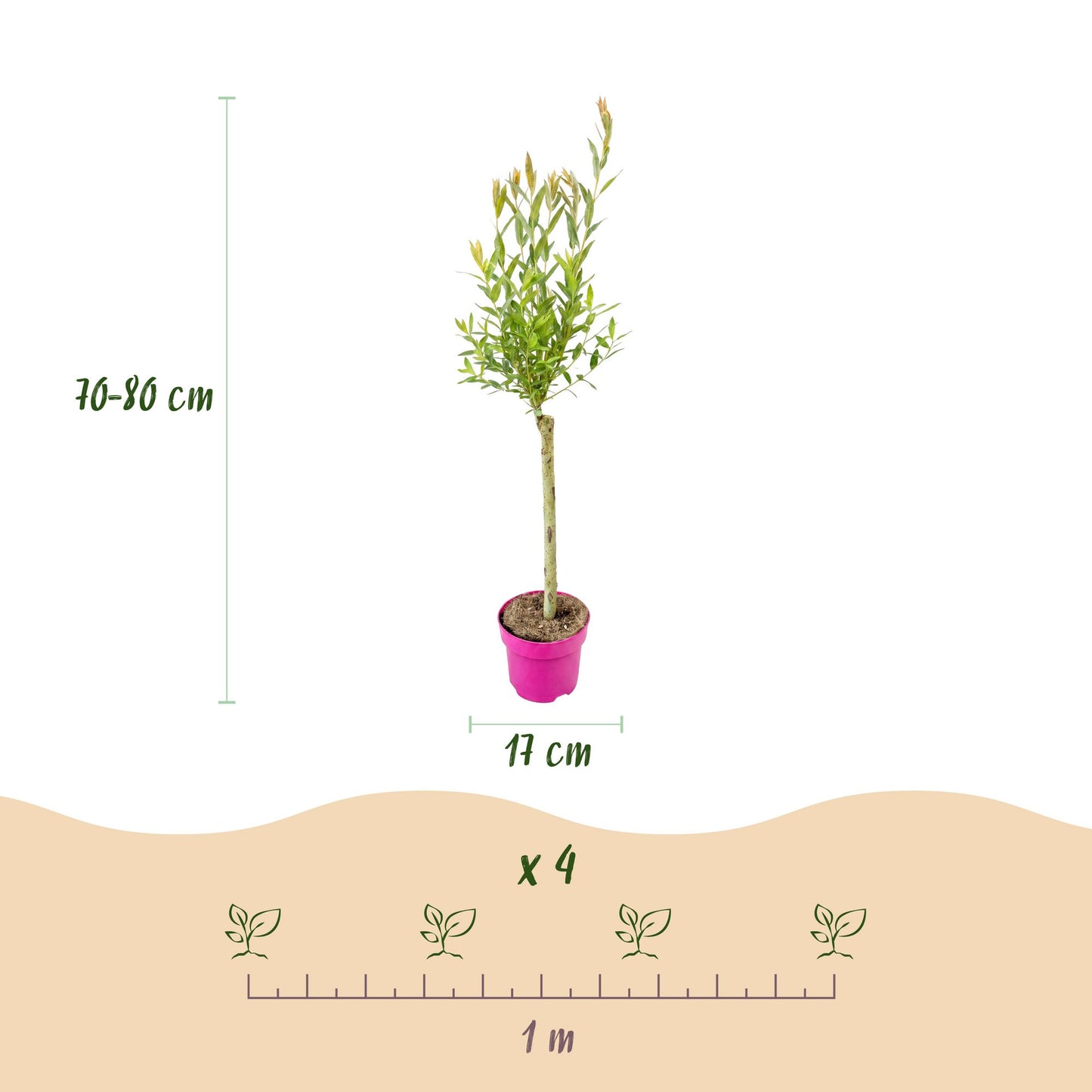 4x - Salix Flamingo - Ø17cm - ↕70-80cm