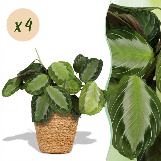 Green boutiQ - Houseplant - Maranta Fascinator Silverband - Prayer Plant - Pet-Friendly Plant - Green - 4 Plants - with Basket - Pot 12cm - Height 25cm