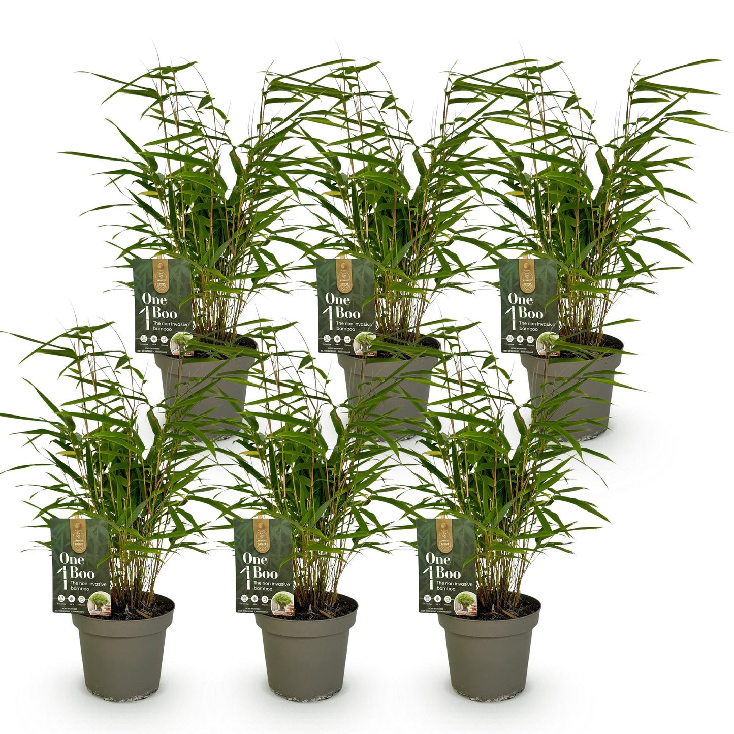 Green boutiQ - Bamboe - Fargesia Rufa - Bladhoudend - Niet Woekerend - Groen - 6 Planten - Pot 14cm - Hoogte 35cm