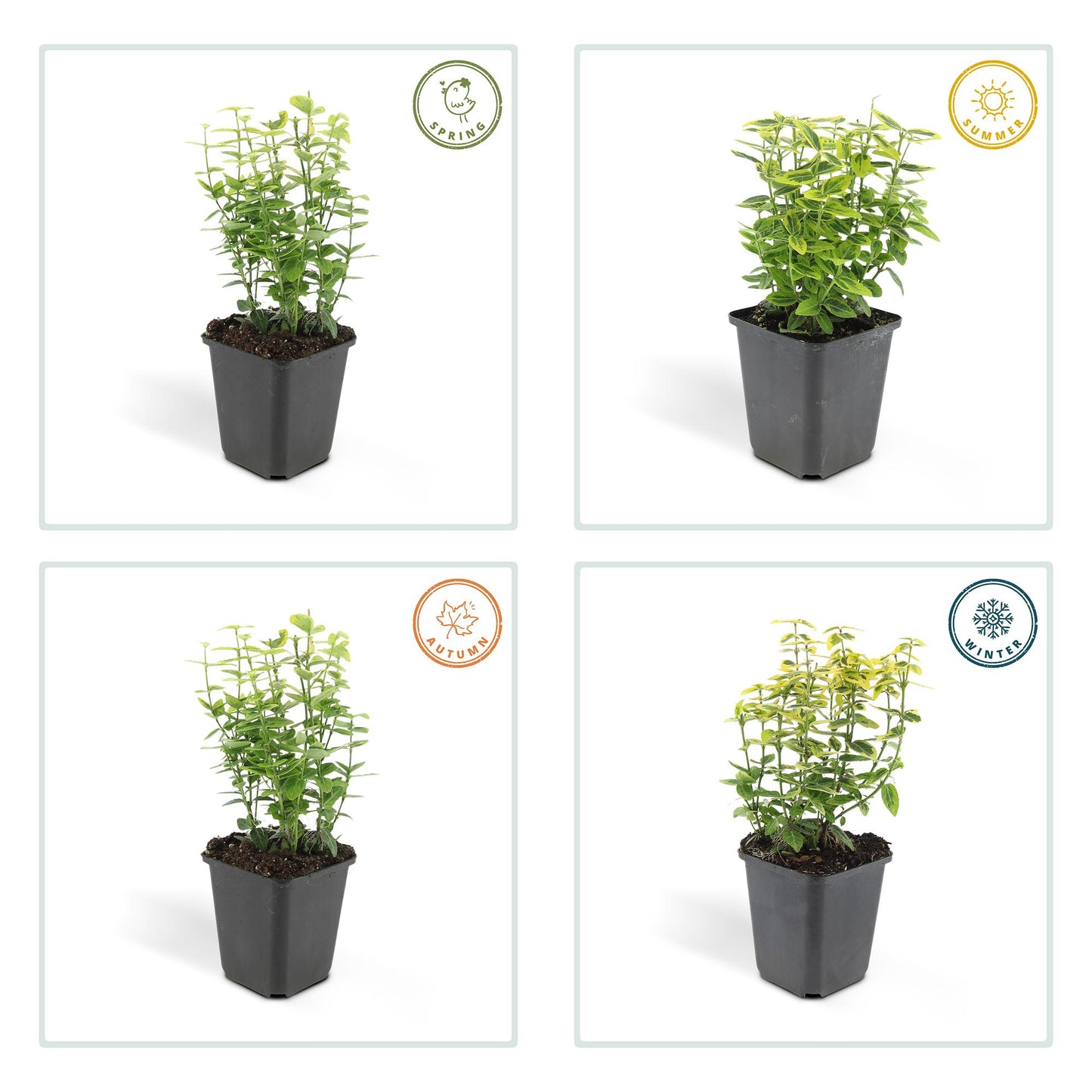 12x Euonymus fort. 'Emerald 'n Gold’ - ↕10-25cm - Ø9cm