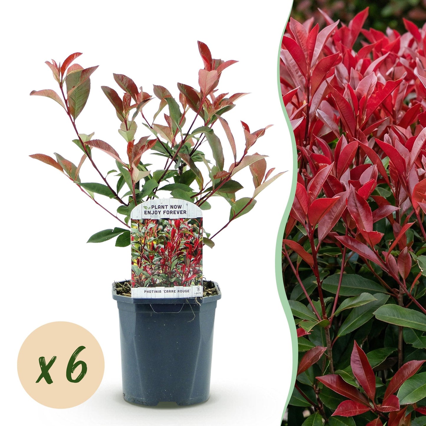 GreenboutiQ - Plantes de haie - Photinia fraseri Carre Rouge - vert rouge - 6 plantes - 1 mètre linéaire - persistant - pot 17cm hauteur 55cm