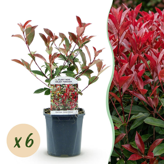 GreenboutiQ - Plantes de haie - Photinia fraseri Carre Rouge - vert rouge - 6 plantes - 1 mètre linéaire - persistant - pot 17cm hauteur 55cm