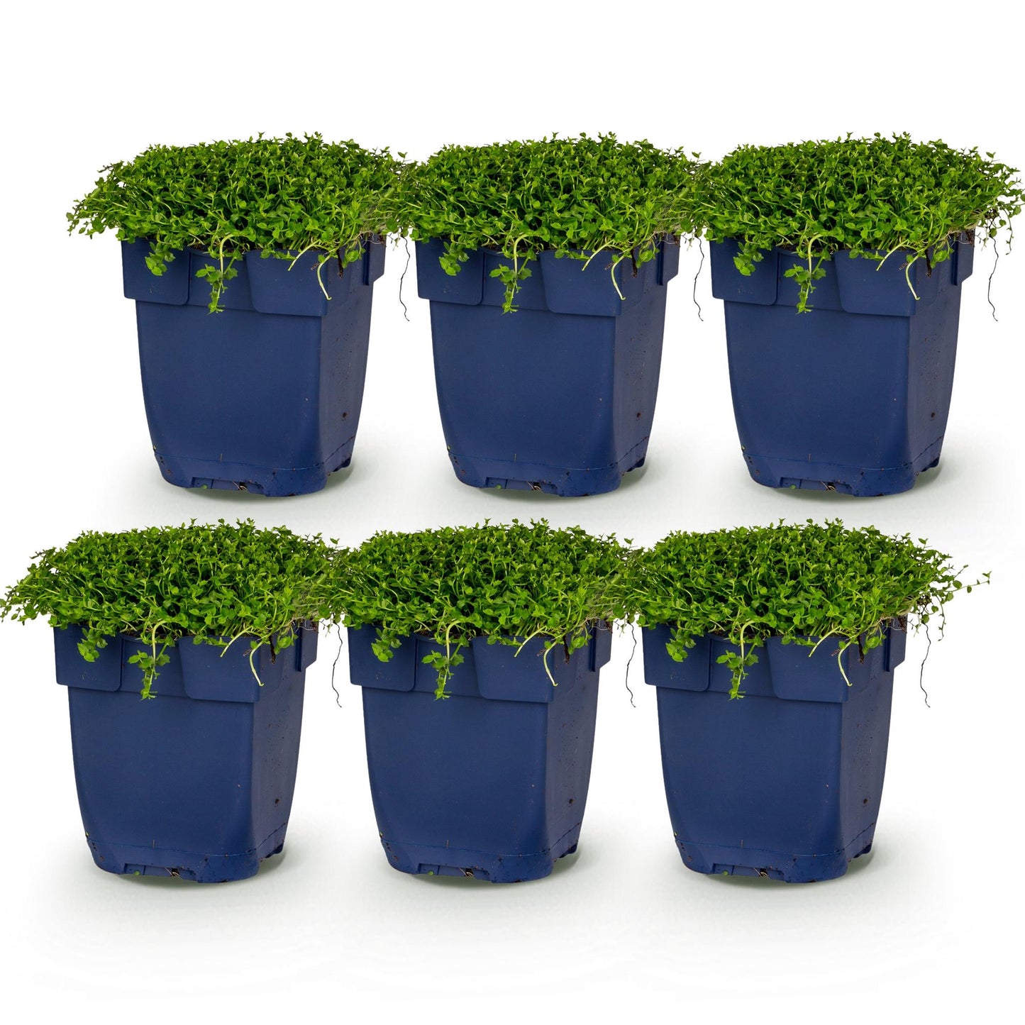 Perennial - Isotoma fluviatilis - Blue Star Creeper - Rockery Plants - Light Blue - 6 Plants - Pot 11cm - Height 15-25cm