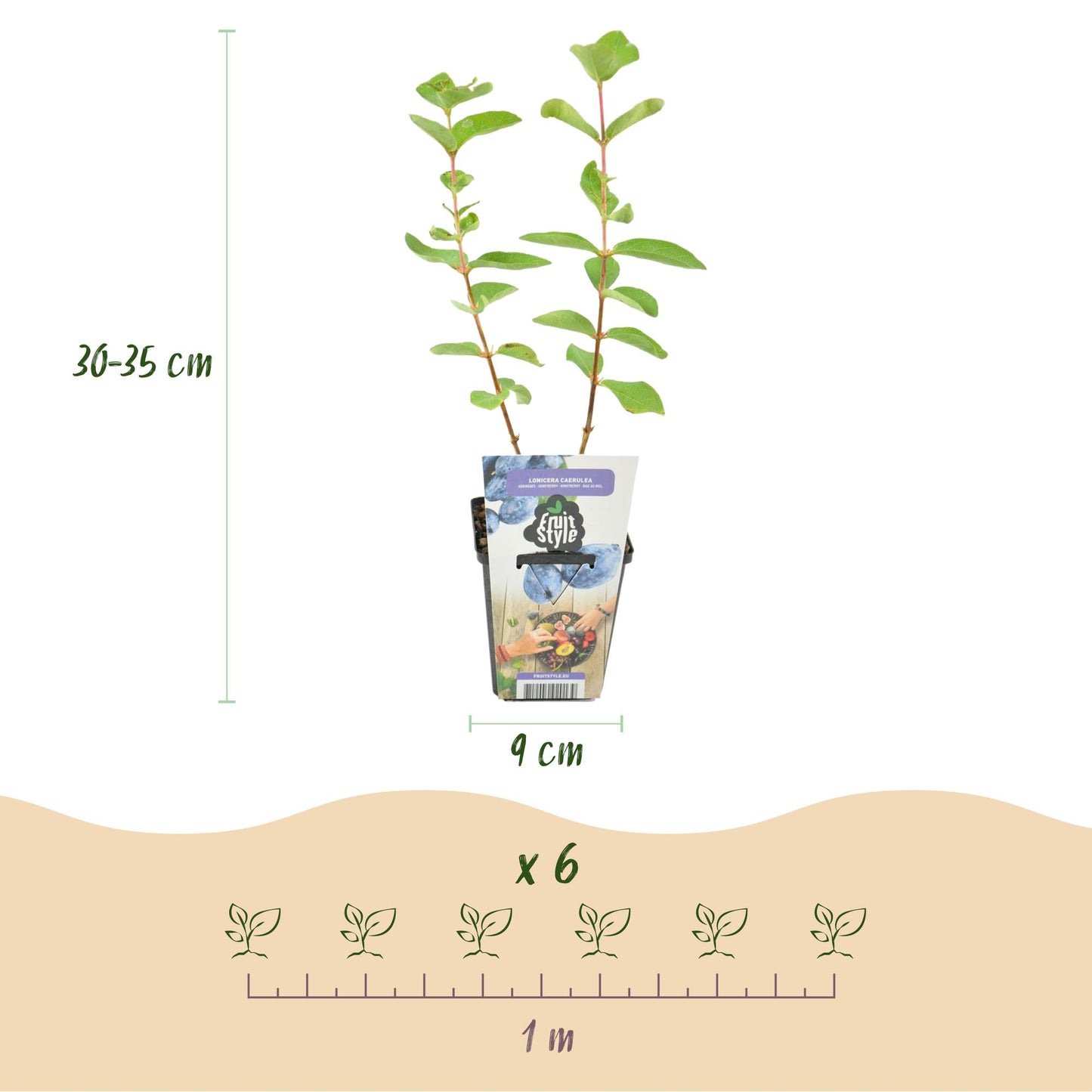 Green boutiQ - Fruit plants - Honeyberry - Lonicera caerulea Kamtschatica - Winter hardy - 6 plants - Pot 9 cm - Blueberry