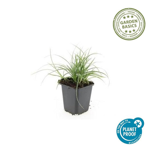48x Luzula nivea - ↕10-25cm - Ø9cm