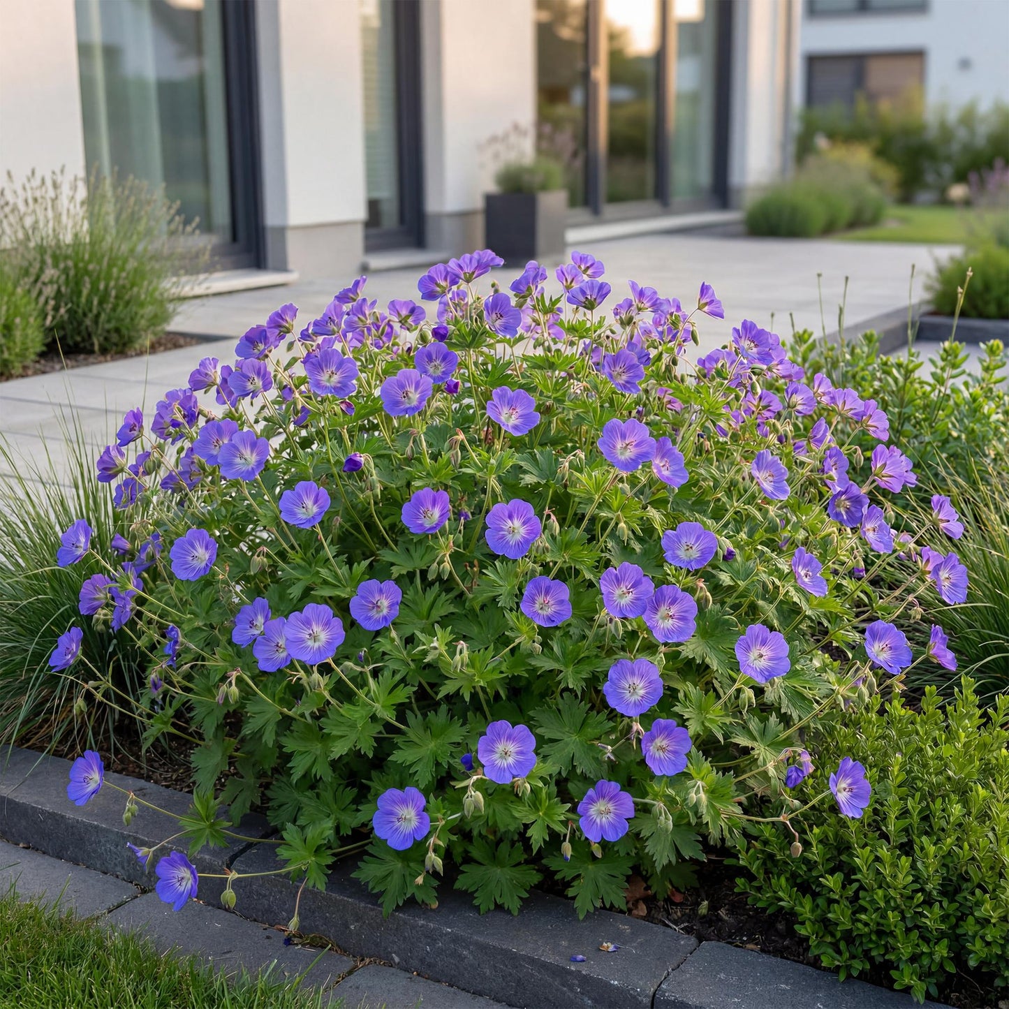 Vasteplant - Geranium 'Rozanne' - Ooievaarsbek - Bodembedekkend - Blauw - 12 Planten - Pot 11cm - Hoogte 15-25cm
