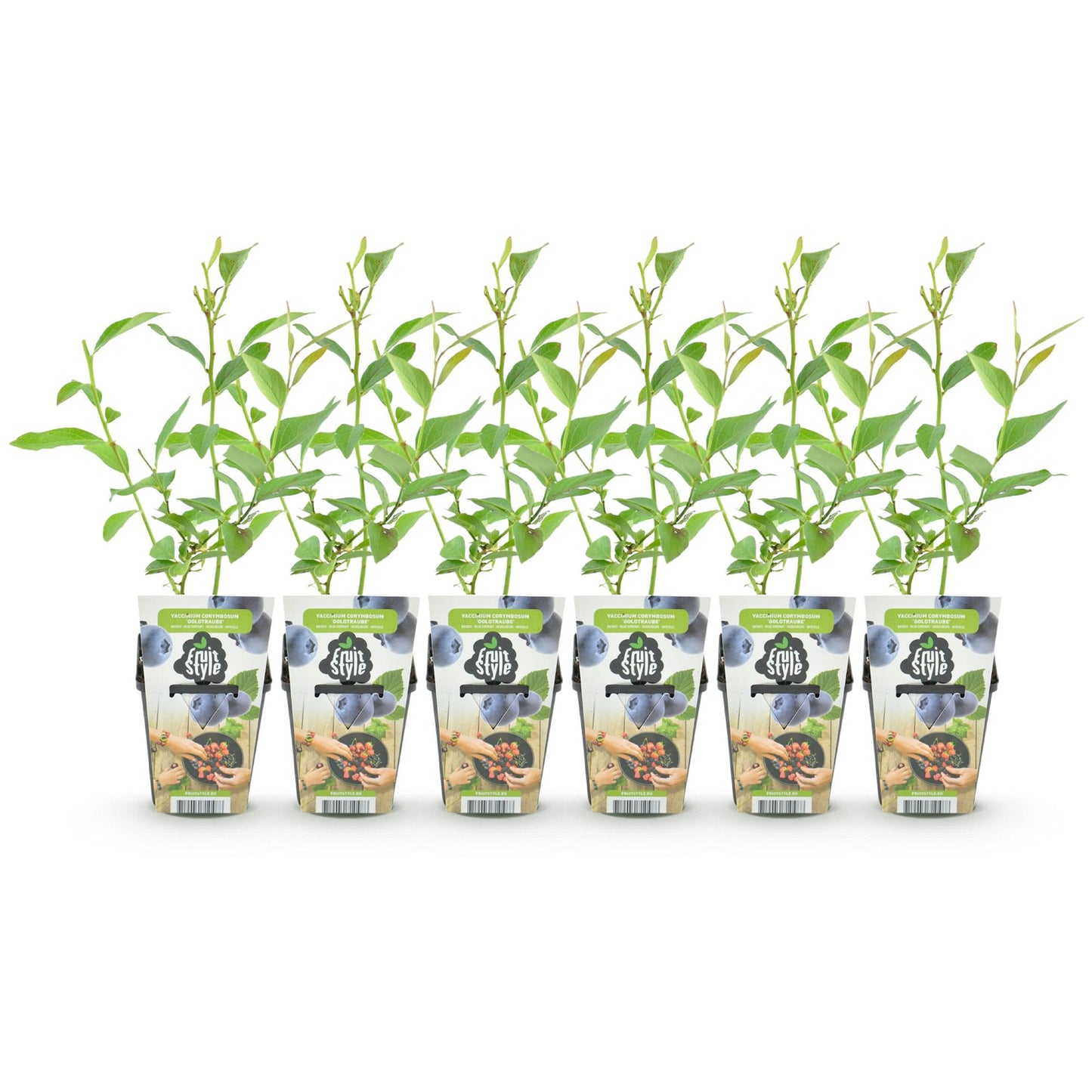 Fruit Plants - Blueberry - Vaccinium corymbosum Goldtraube - Hardy - 6 Plants - Pot 9 cm - Blueberry