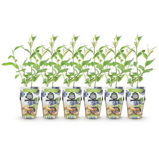 Fruitplanten - Blauwe Bes - Vaccinium corymbossum Goldtraube - Winterhard - 6 Planten - Pot 9 cm - Blauwe Bes