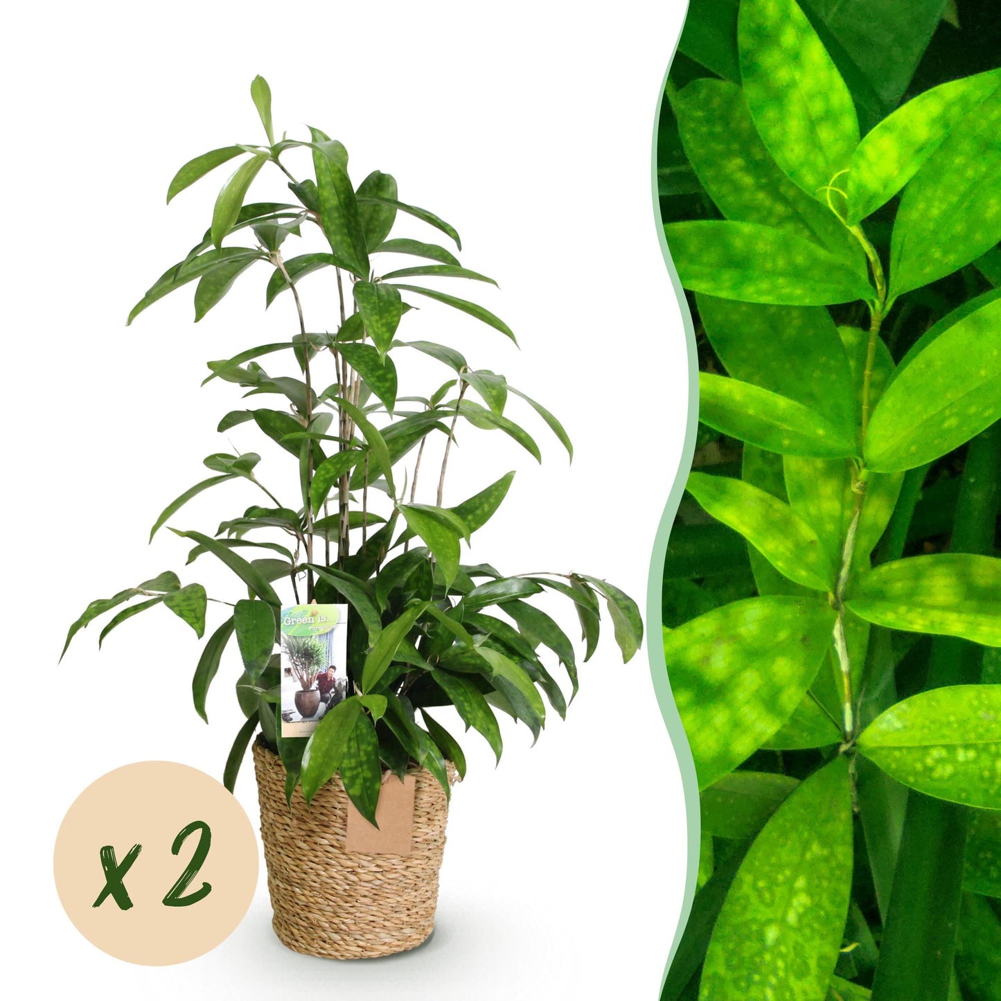 Green BoutiQ - Green is... Houseplants - Dracaena surculosa - Dragon tree - Low maintenance - with basket - Green - 2 Plants - Pot 17cm - Height 60-70cm