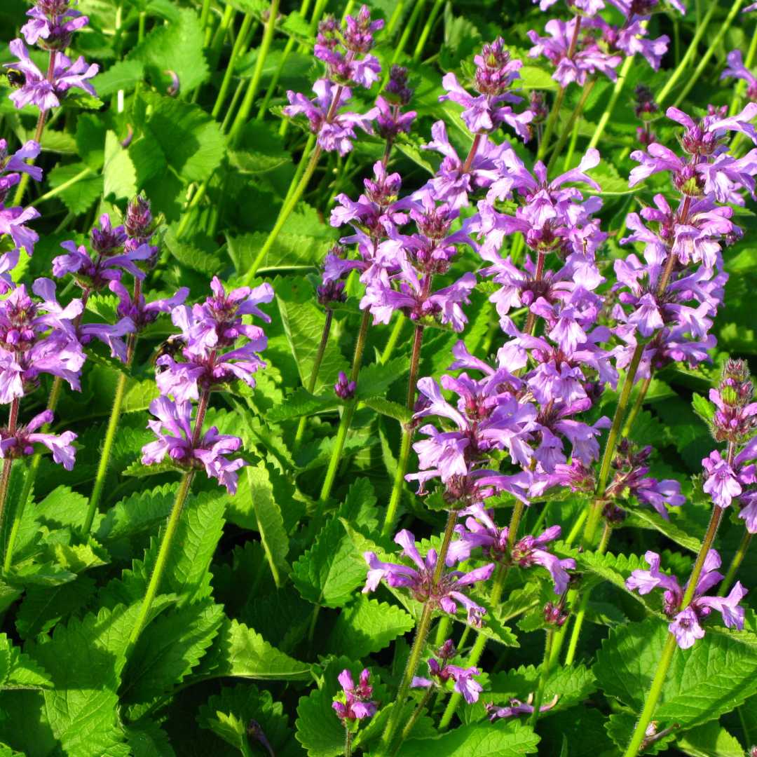 60x Stachys lun. 'Hummelo' - ↕10-25cm - Ø9cm