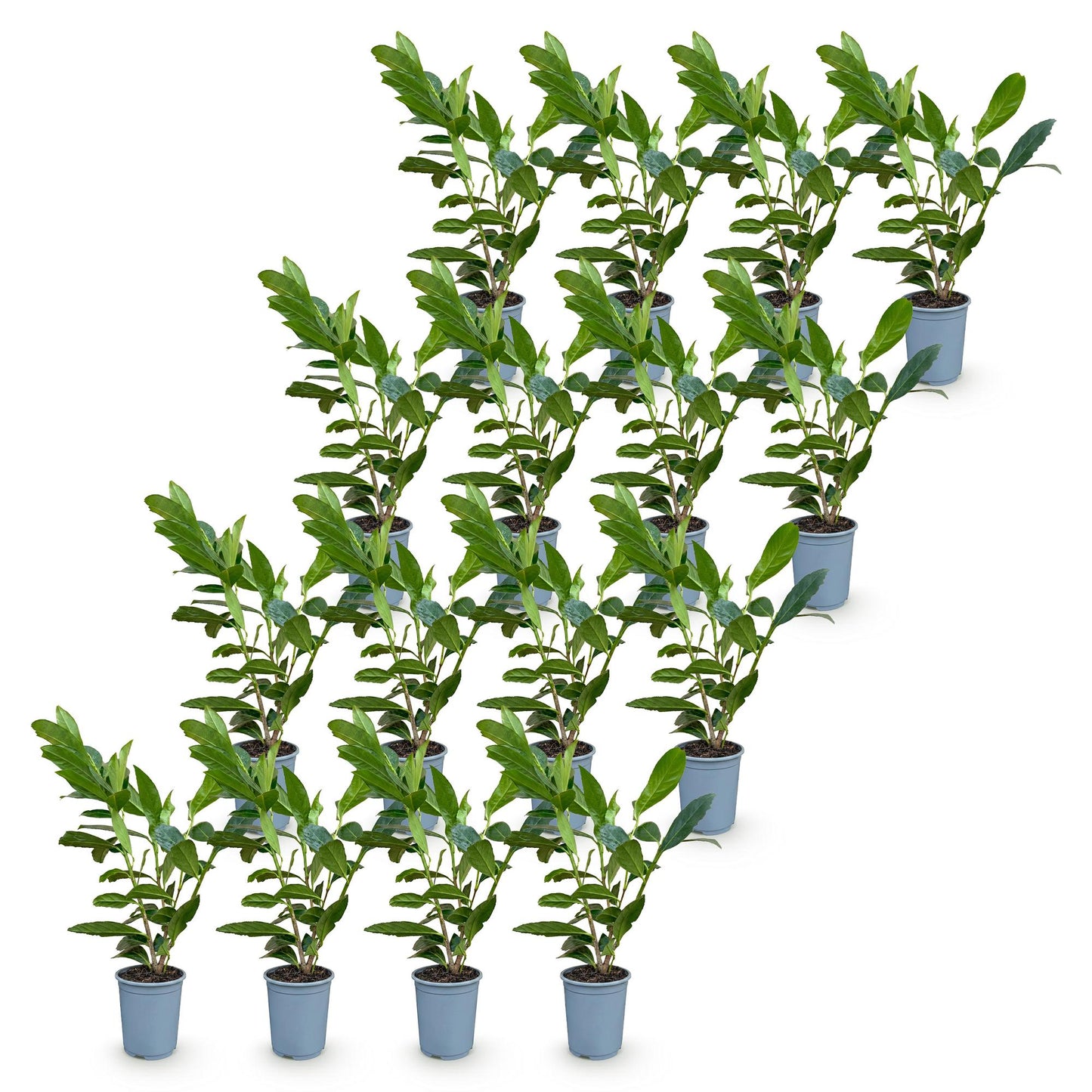 Green boutiQ - 16x Prunus laur. Caucasica - Cherry Laurel - Hedge Plants - Evergreen - Green - Pot 9cm - Height 25-35cm