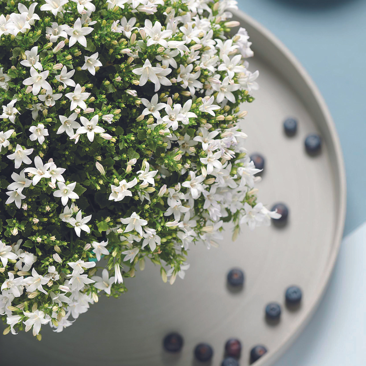 2x Campanula Addenda Ambella White in vasi ornamentali Berry - dimensione vaso 12 cm - pianta perenne - resistente al freddo