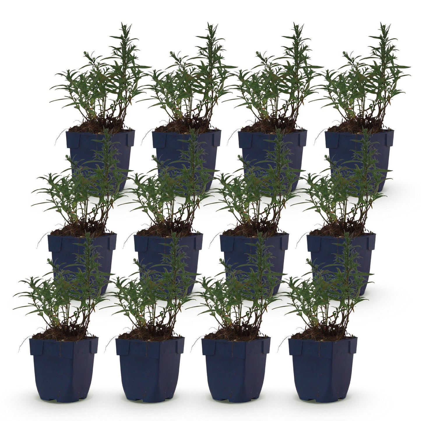 Green boutiQ - Plante vivace - Aster (D) Méditerranée - Aster de mer - Attire les abeilles et les papillons - Violet - 12 Plantes - Pot 11cm - Hauteur 15-25cm