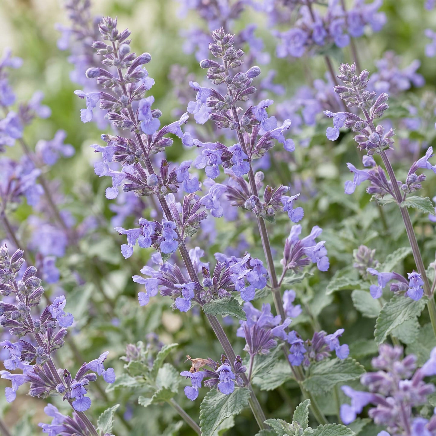 Perennial - Nepeta faassenii 'Walker's Low' - Catmint - Bee and Butterfly Attractor - Blue - 1 Plant - 11cm Pot - Height 15-25cm