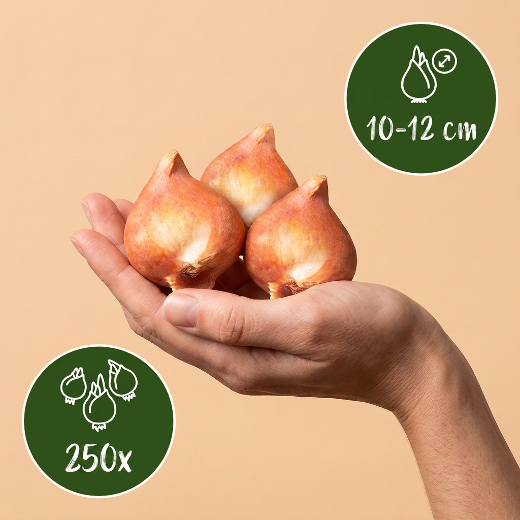 250x Bulbi dall'Olanda - Bollen uit Holland - Vari - Fioritura estiva - Calibro bulbo 10/12