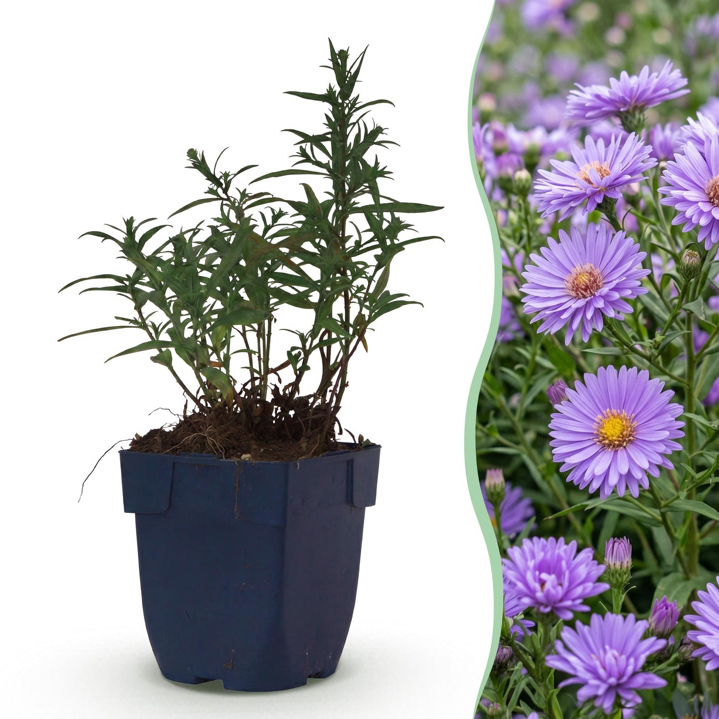 Vasteplant - Aster (D) Mittelmeer - Zeeaster - Bijen en Vlinderlokkers - Paars - 3 Planten - Pot 11cm - Hoogte 15-25cm