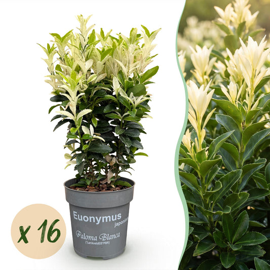 Green boutiQ - 16x Euonymus japonica Paloma Blanca - Spindle - Hedge Plants - Evergreen - Green - White - Pot 9cm - Height 20-30cm