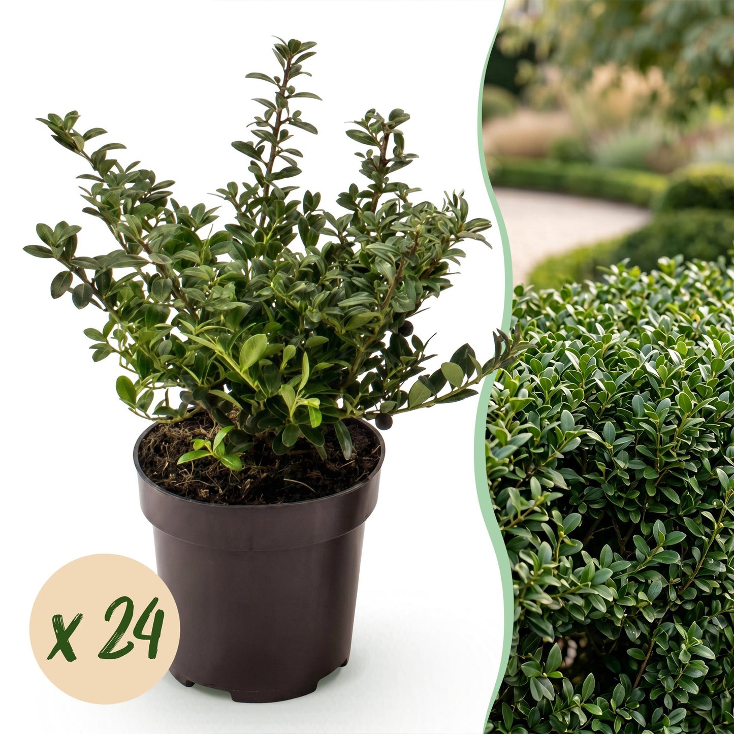 Green boutiQ - 24x Ilex crenata Stokes - Japanese Holly - Hedge Plants - Evergreen - Green - Pot 9cm - Height 20-30cm