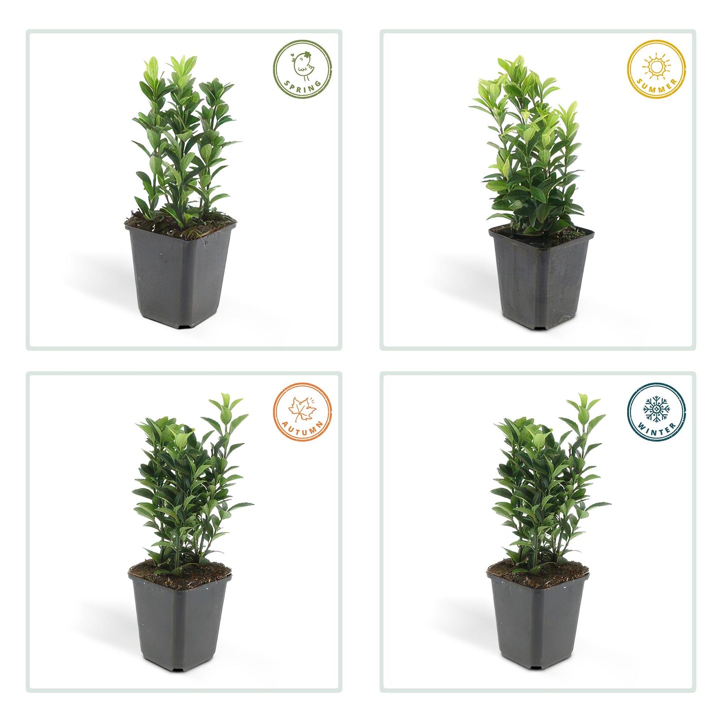 48x Euonymus jap. Green Spire - ↕10-25cm - Ø9cm