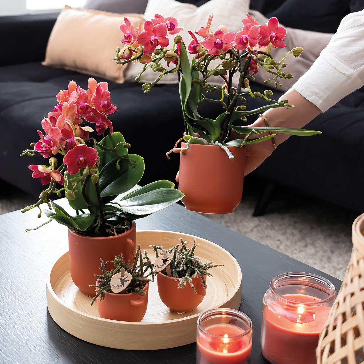 Orchidee colibrì | OFFERTA COMBI di 2 orchidee Phalaenopsis rosse - Congo - vaso Ø9cm pianta da appartamento fiorita - fresca dal coltivatore