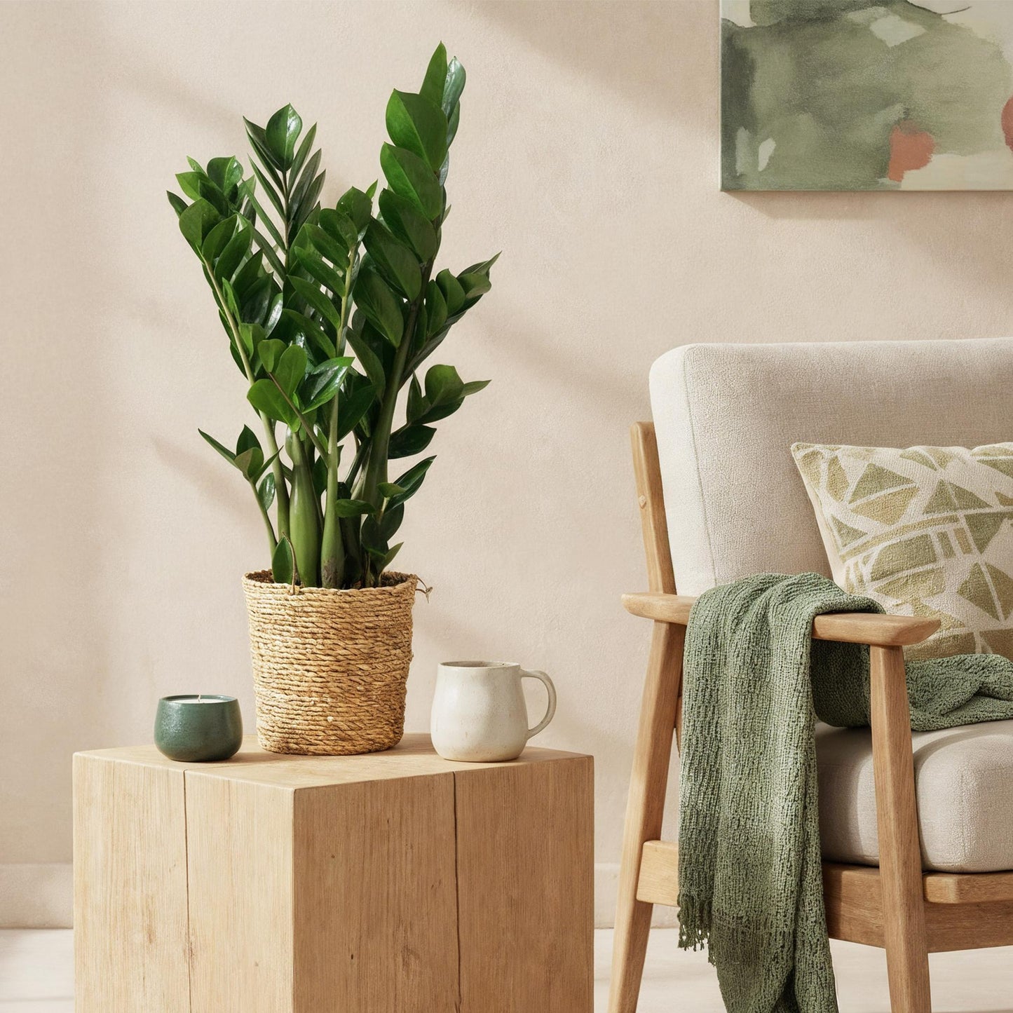 Green is... Houseplants - Zamioculcas - ZZ plant - Low maintenance - Green - 1 Plant - Pot 17cm - Height 65-75cm