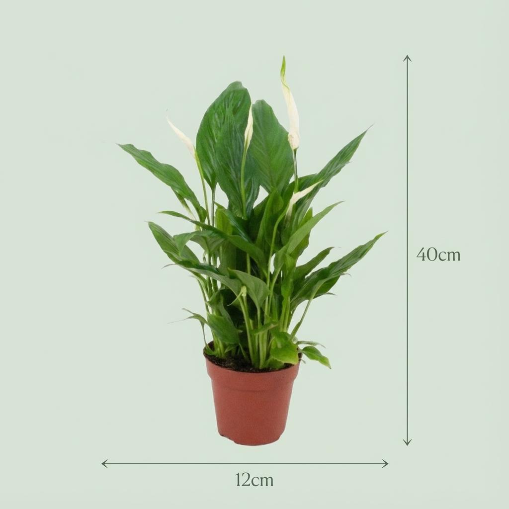 Spatifillo - Ø 12 cm - Altezza: 35 - 40 cm
