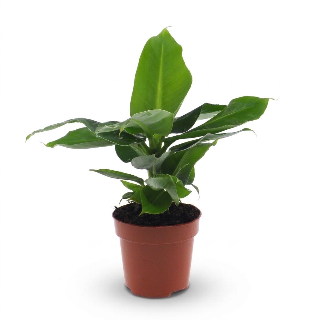 Musa Oriental Dwarf - Dwarf Banana - 1 Plant - Pot 12cm - Height - 30cm