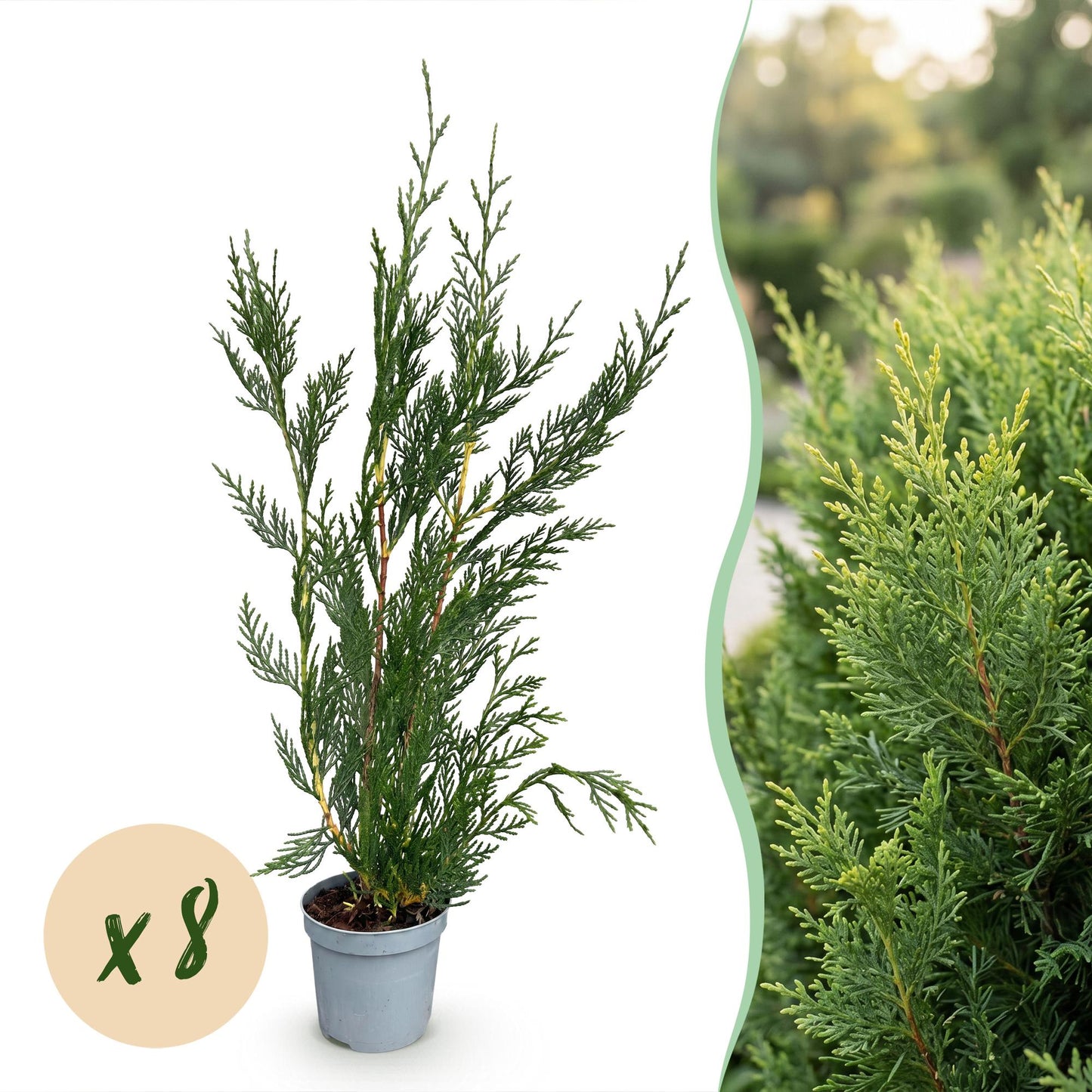 Green boutiQ - 8x Cupressocyparis leylandii 2011 - Leylandii - Hedge Plants - Evergreen - Green - Pot 9cm - Height 30-40cm