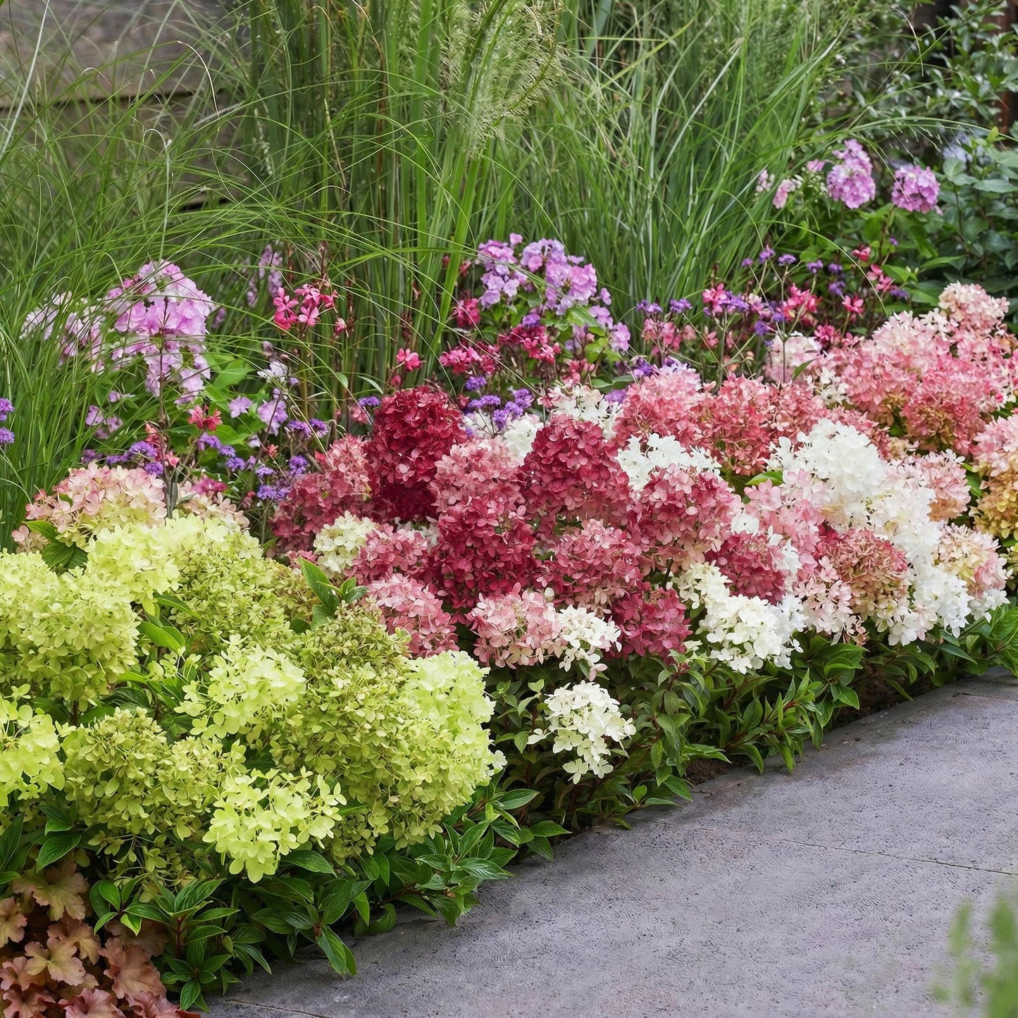 Green boutiQ - Garden Plant - Hydrangea panniculata Groundbreaker Blush -Greeny - Ruby - Panicled Hydrangea - Compact - Pink-Green-Red - 3 Plants - Pot 14cm - Height 20-25cm