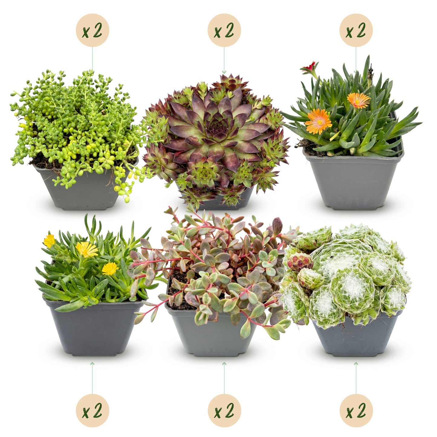 12x - Alpine mix - Ø7cm - ↕10-12cm