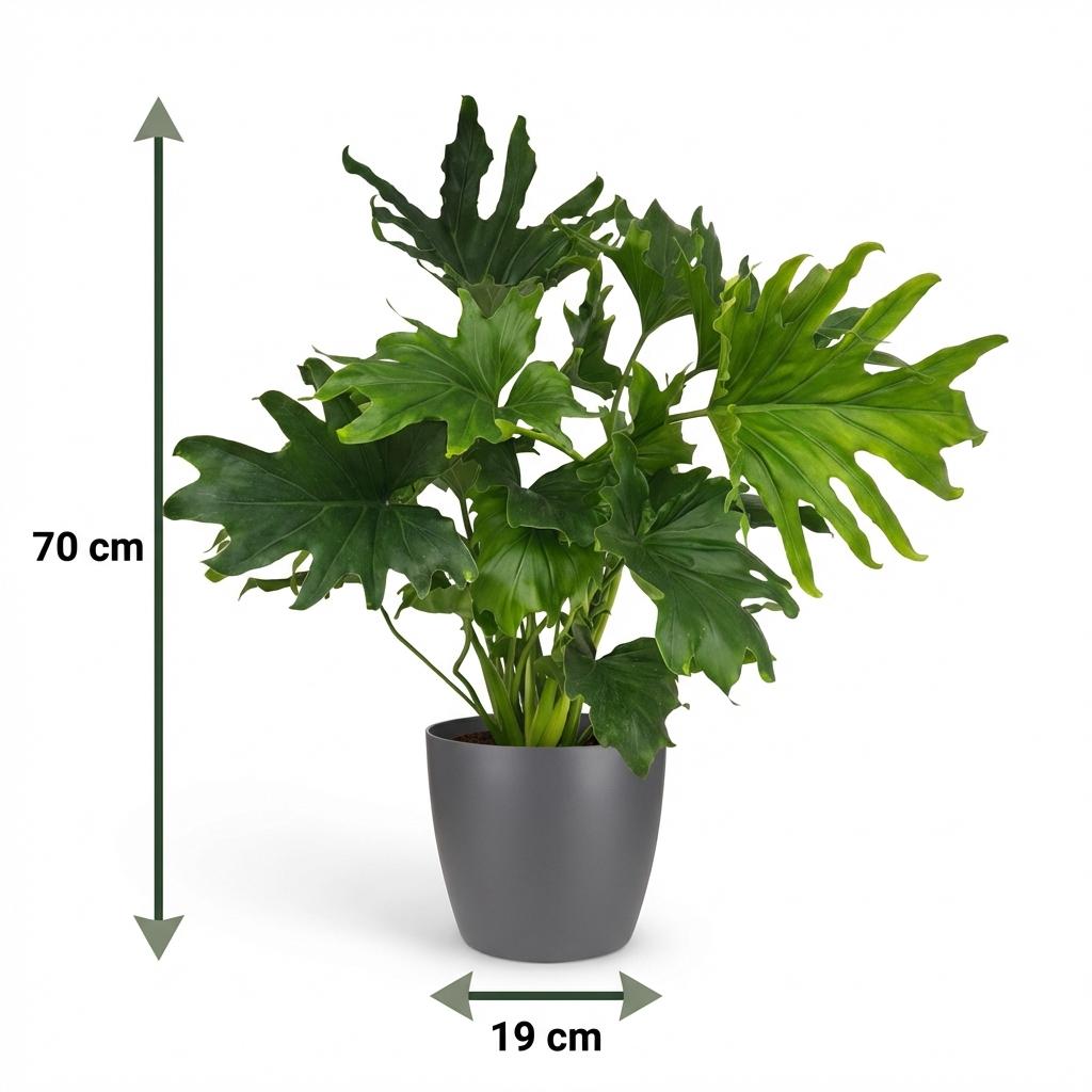 Green boutiQ - Indoor Plant - Philodendron Lickety Split - Green - Low Maintenance - 1 Plant - with Potter Grey - Pot 19cm - Height 70cm