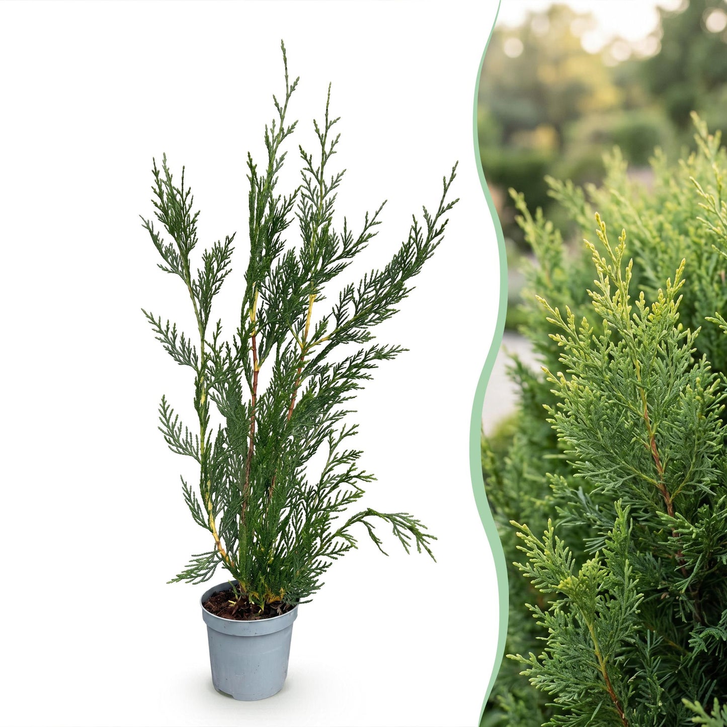Green boutiQ - 40x Cupressocyparis leylandii 2011 - Leyland Cypress - Hedge Plants - Evergreen - Green - 9cm Pot - Height 30-40cm