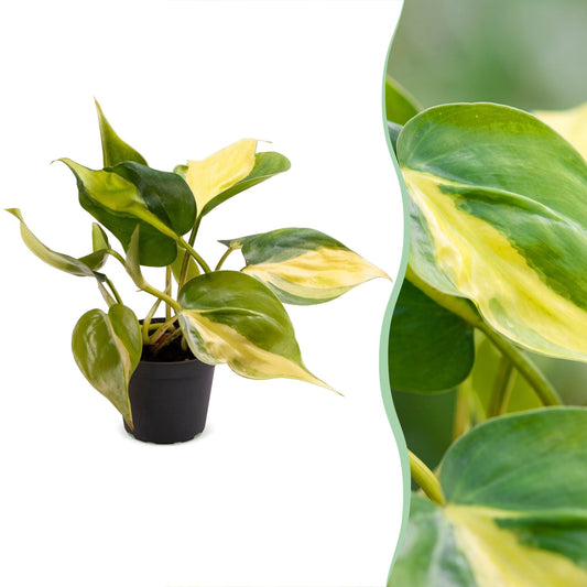 Philodendron Scandens Brazil - Filodendro a foglia di cuore Brazil - Verde - Giallo - Tropicale - Ø6cm - ↕12cm