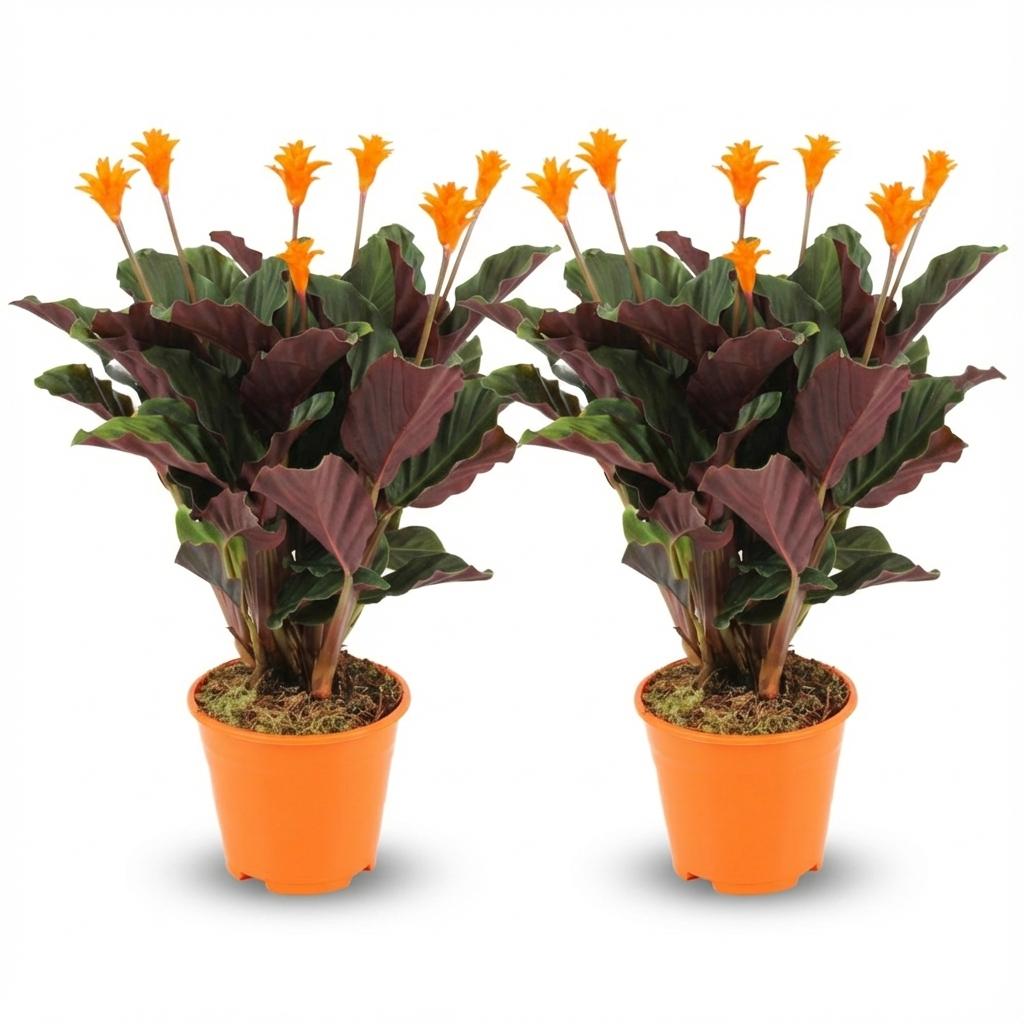 Calathea Crocata - 2 Pezzi - Ø 14 cm - Altezza: 40 - 45 cm