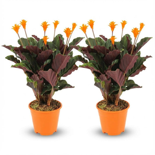 Calathea Crocata - 2 Pieces - Ø 14 cm - Height: 40 - 45cm