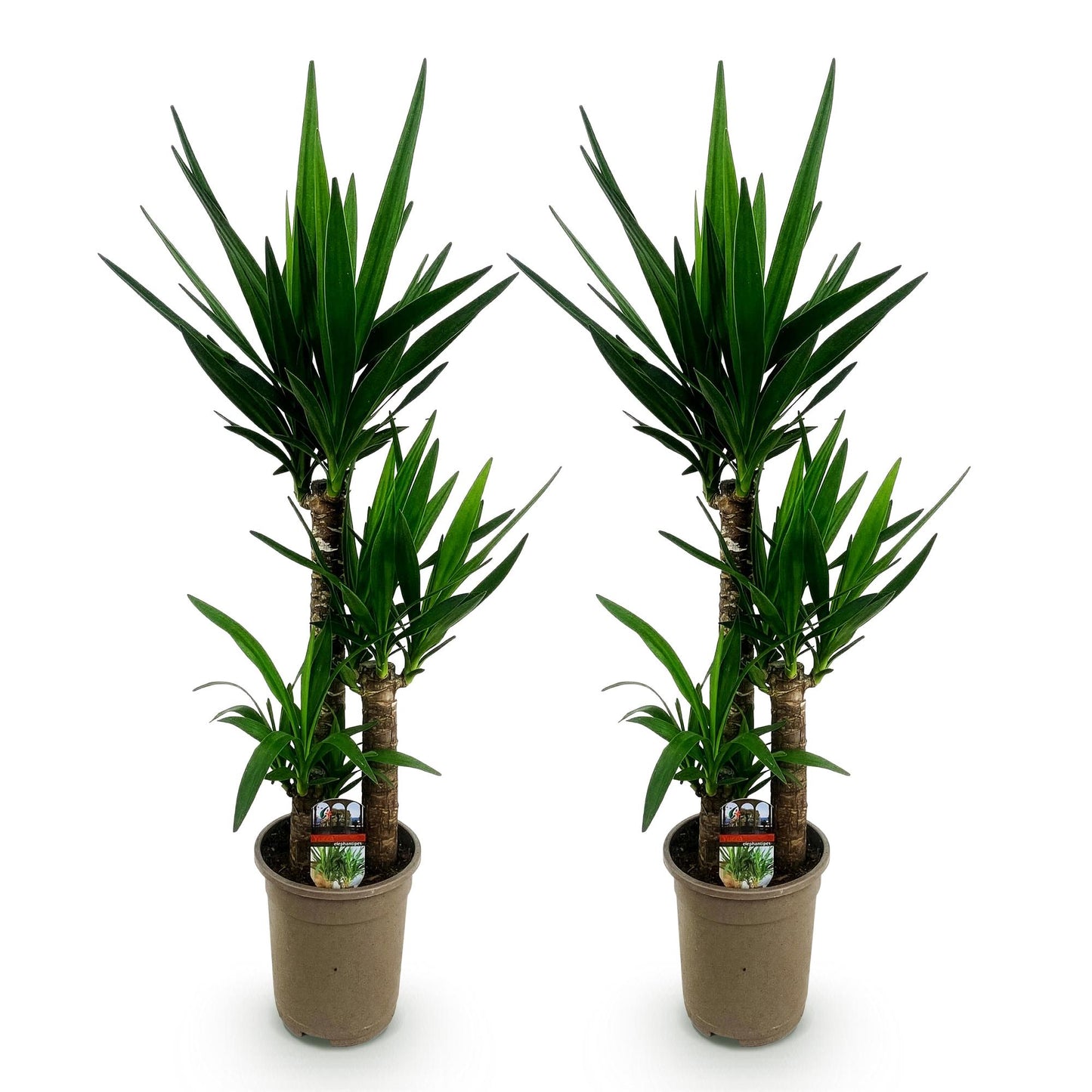 Houseplant - Yucca elephantipes - Yucca - Low maintenance - Green - 2 - Pot 21cm - Height 100cm