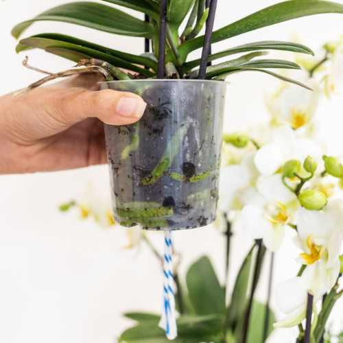 Kolibri Orchids | Paarse Chamonix orchidee + rode Diabolo sierpot | potmaat Ø9cm | bloeiende kamerplant – vers van de kweker | incl. waterreservoir