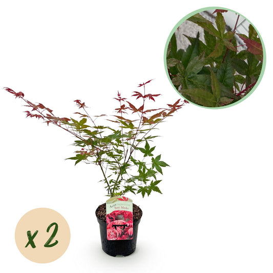Green boutiQ - Terrasplant - Japanse Esdoorn - Acer palmatum Beni Maiko - Rood - 2 Planten - Bladverliezend - Pot 19cm Hoogte 70cm